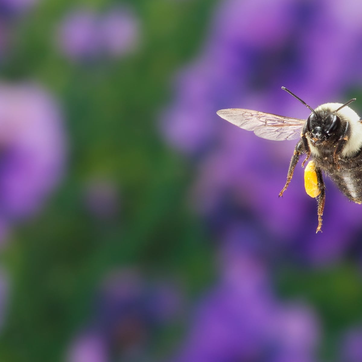 Bees And Flowers Have Had The World S Longest Love Affair Now It S In Danger Alison Benjamin The Guardian Bees And Flowers Have Had The World S Longest Love Affair Now It S In Danger Alison Benjamin The Guardian