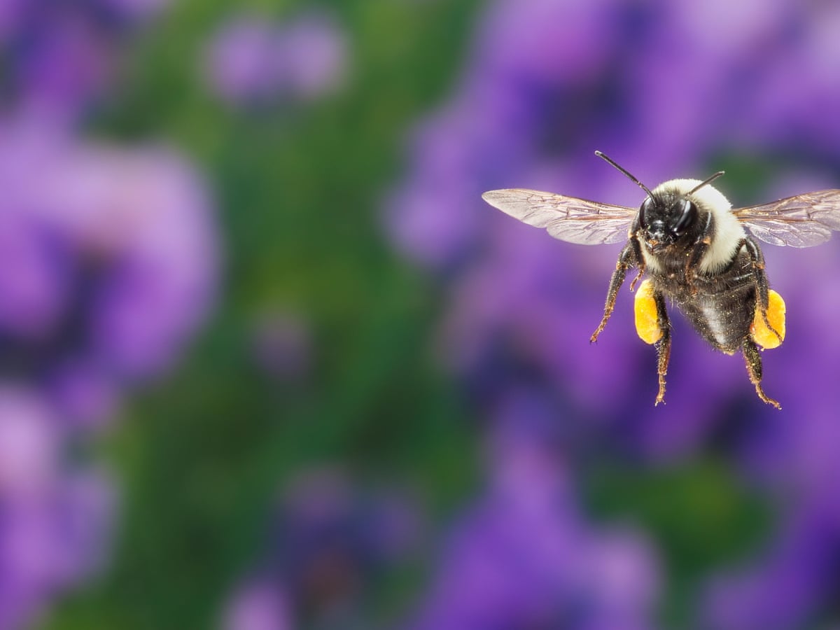 Bees And Flowers Have Had The World S Longest Love Affair Now It S In Danger Alison Benjamin The Guardian Bees And Flowers Have Had The World S Longest Love Affair Now It S In Danger Alison Benjamin The Guardian