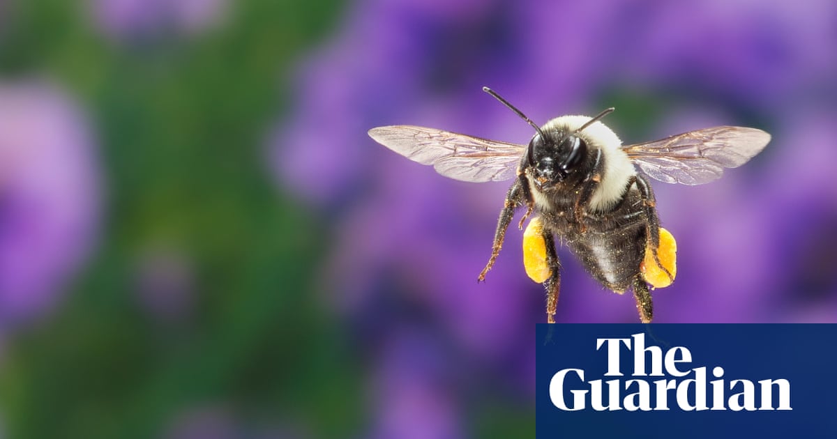 Bumblebee species able to survive underwater for up to a week | Bees