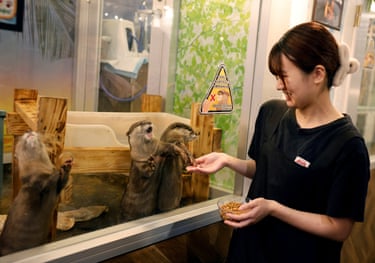 A woman holds a small bowl of food as the Asian small-clawed otters poke their limbs through a small hole in the glass front of their enclosure