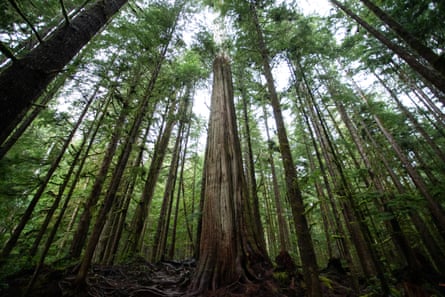 Giant old growth trees stand in a small protected area called Avatar Grove, near the Fairy Creek watershed on southern Vancouver Island.
