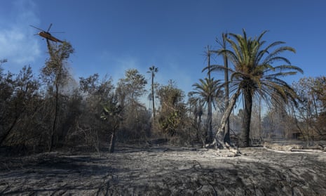 A firefighting helicopter makes a drop near palm trees at the 46 Fire on 31 October 2019 near San Bernardino, California.