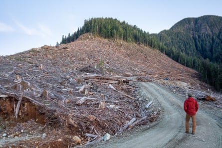 TJ Watt walks through a logged old-growth forest on Canada’s Pacific coast.