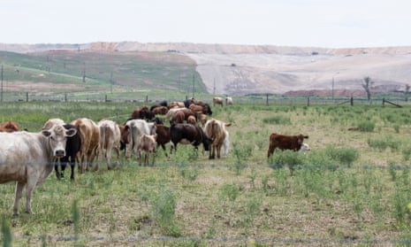 Cows graze near a coal mine