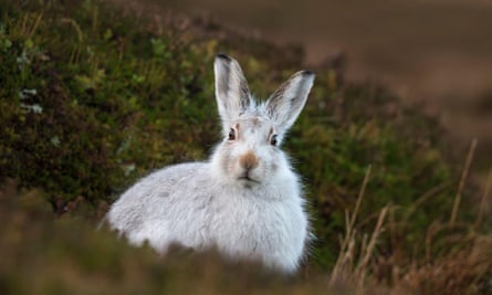 Scotland’s mountain hare is also at risk from rising temperatures.