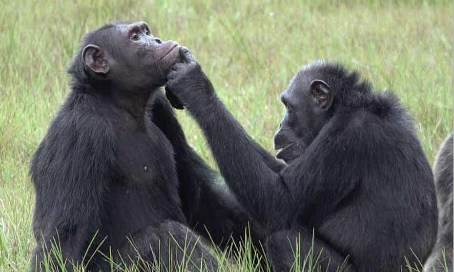 chimpanzees groom each other