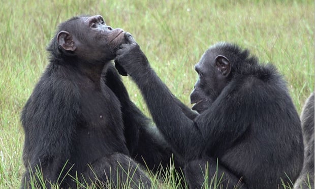 the guardian - chimpanzees-observed-treating-wounds-of-others-using-crushed-insects https://www.theguardian.com/world/2022/feb/08/chimpanzees-observed-treating-wounds-of-others-using-crushed-insects