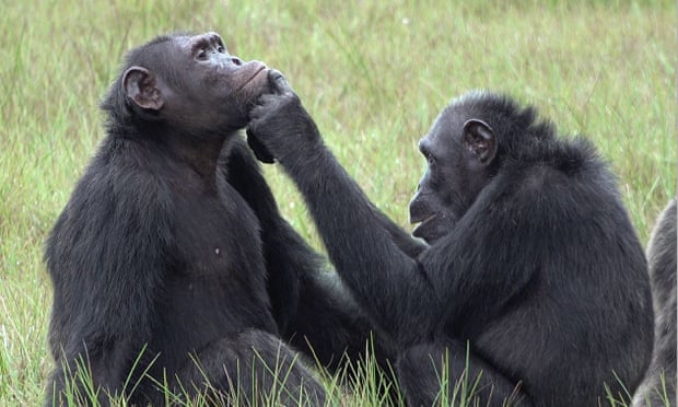 https://www.theguardian.com/world/2022/feb/08/chimpanzees-observed-treating-wounds-of-others-using-crushed-insects