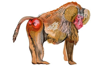 Illustration of a baboon