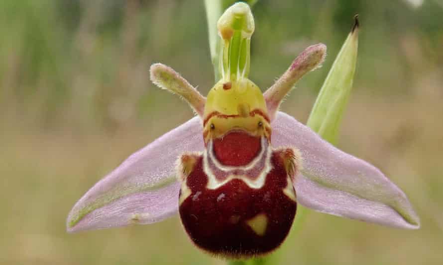 Bee orchid