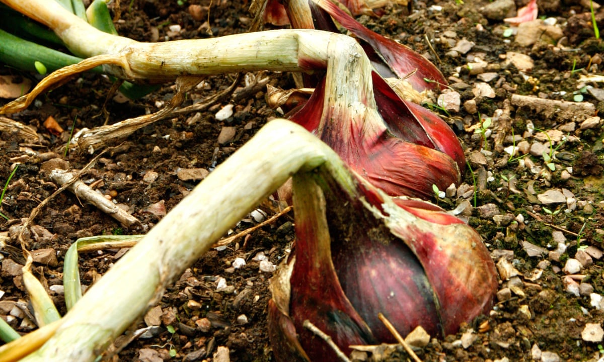 Shallots: What Are They, and How to Plant and Grow Them