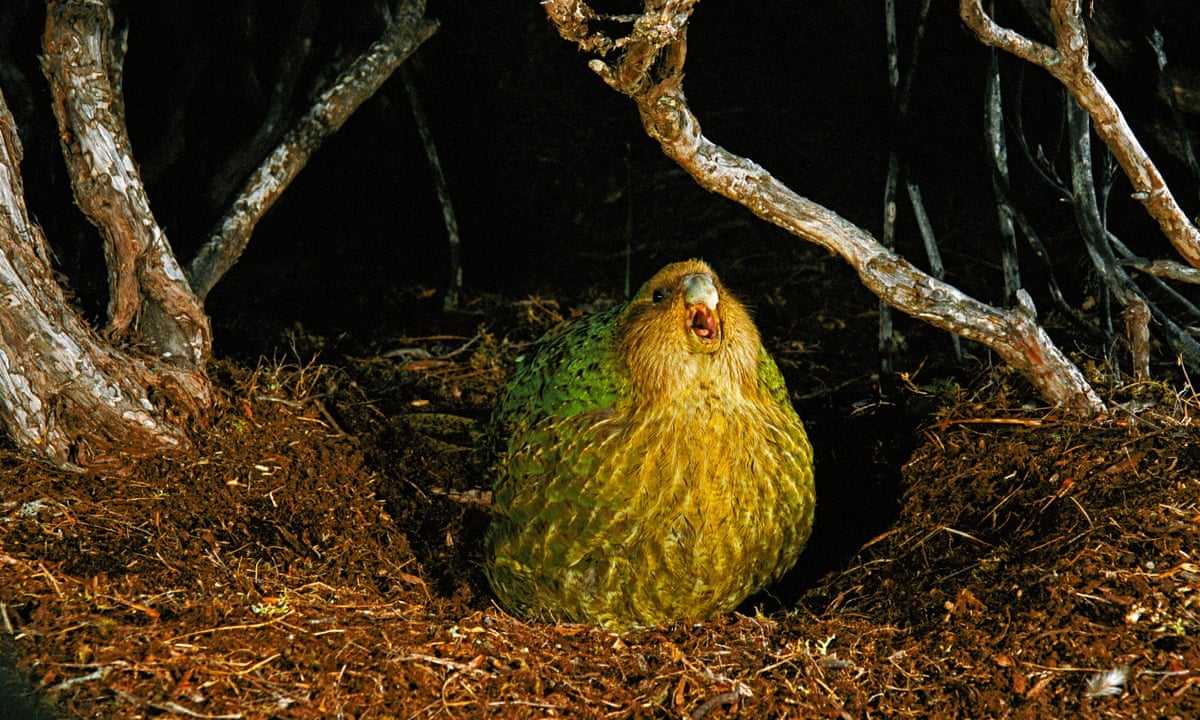 New Zealand conservationists celebrate rare parrot breeding success
