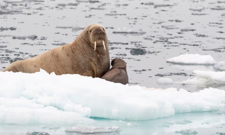 A female walrus (Odobenus rosmarus) and it's young offspring on an ice floe. Svalbard, Norway.