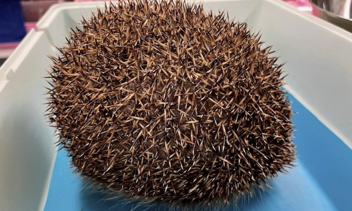 Rescuers deflate football-sized swollen hedgehog ...