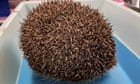 Rescuers deflate football-sized swollen hedgehog