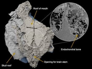 The placoderm fossil discovered in Mongolia in 2012.