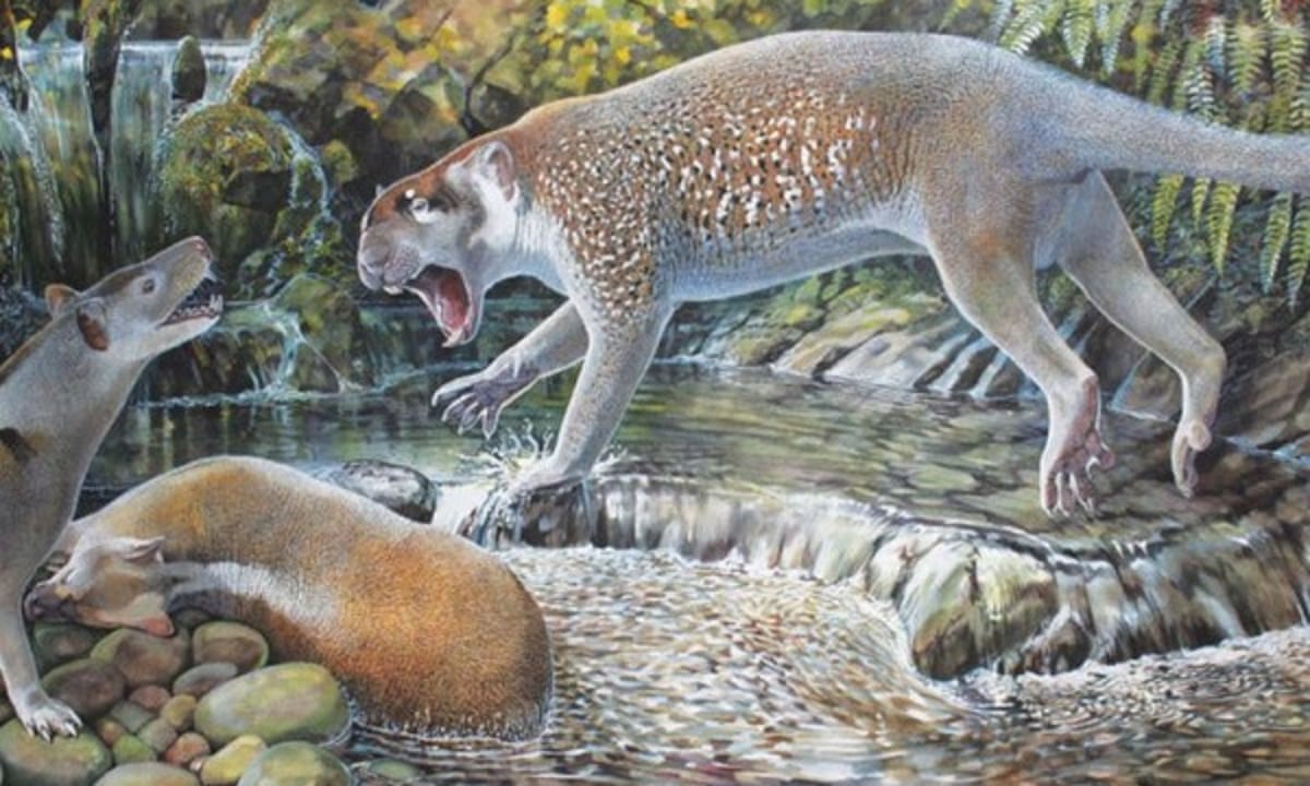 Behold Thylacoleo Australias Extinct Giant Marsupial Thylacoleo behold-thylacoleo-australias-extinct-giant-marsupial-thylacoleo