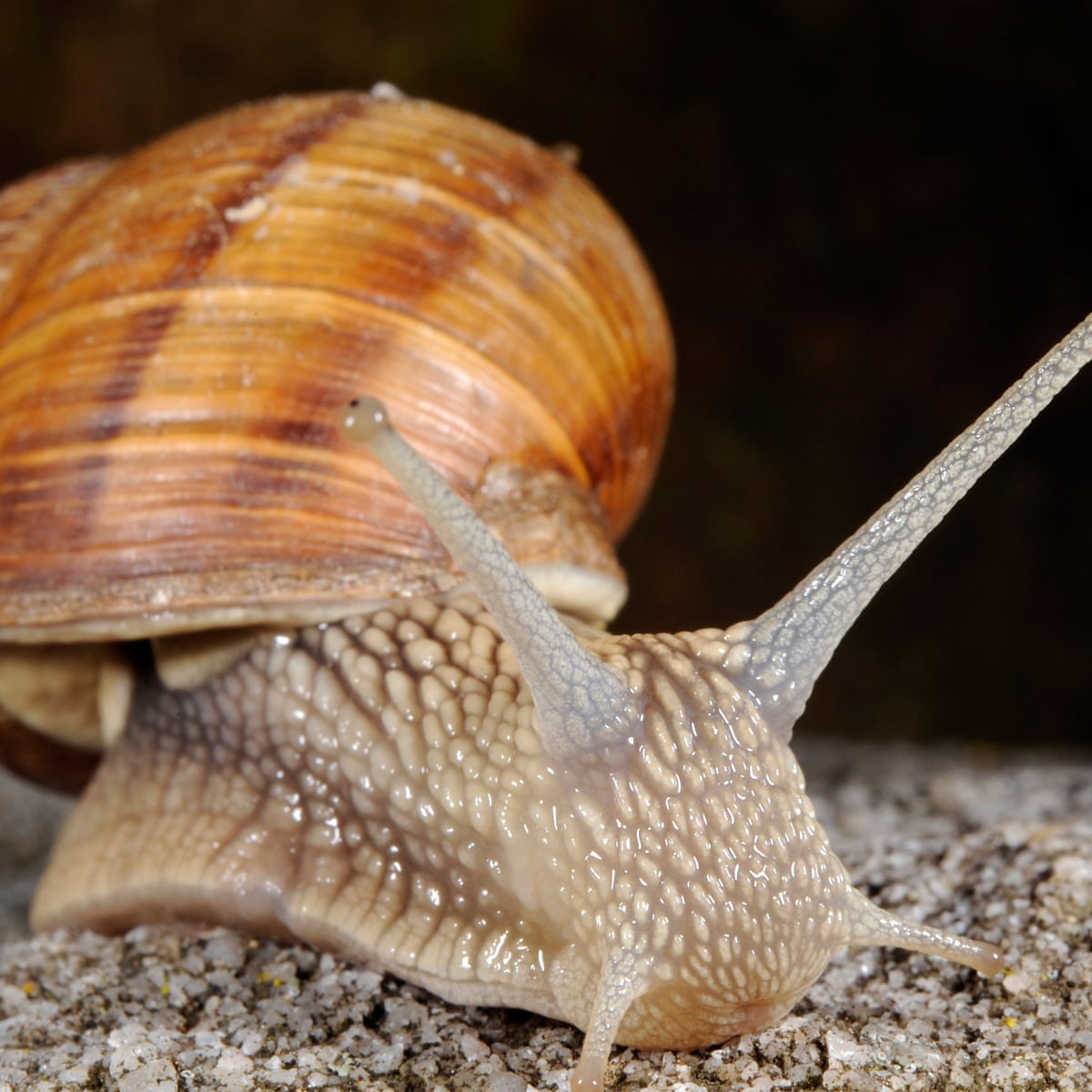 Landmarks in law: the case of the dead snail in the ginger beer ...