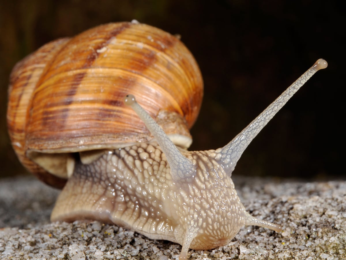 Landmarks in law: the case of the dead snail in the ginger beer ...