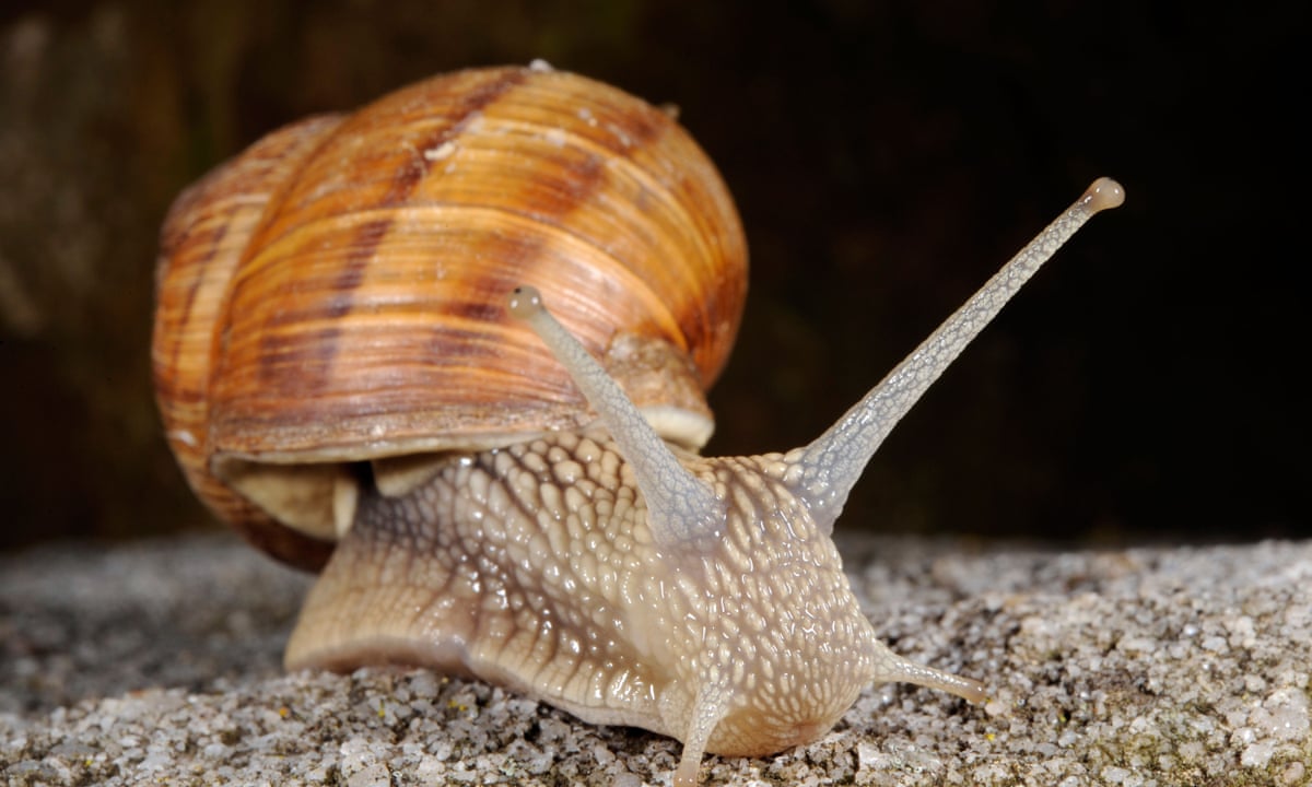Landmarks in law: the case of the dead snail in the ginger beer ...