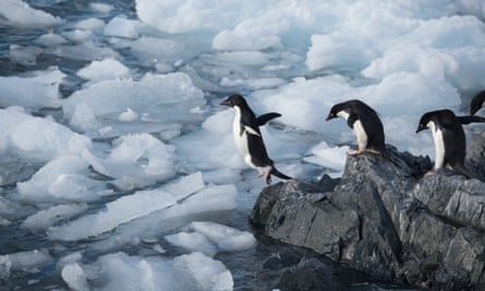 Adélie penguin jumping off into the icy water