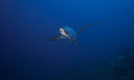 A thresher shark: a rarer fish that is hard to photograph, but found in the same location as oceanics.