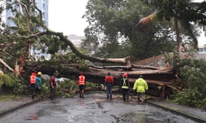 A large tree brought down in Suva during Cyclone Harold