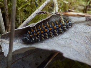 A larva de uma borboleta fritilar de charneca, uma das borboletas mais raras do Reino Unido, foi descoberta no Woodland Trust's Victory Wood, no leste de Kent, onde o trabalho de restauração ajudou a vida selvagem a retornar, afirmam conservacionistas