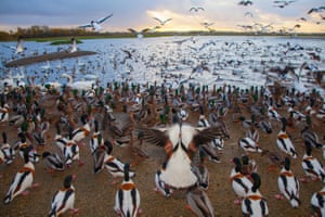 Ducks, geese and wildfowl gather as a volunteer distributes wheat feed at Martin Mere wetland centre in Merseyside, UK