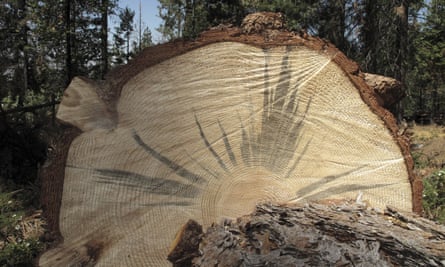 A tree stained by a fungus carried by the bark beetle.