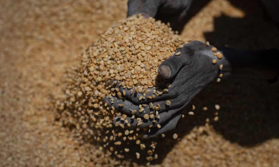 An Ethiopian woman scoops up portions of yellow split peas for food aid