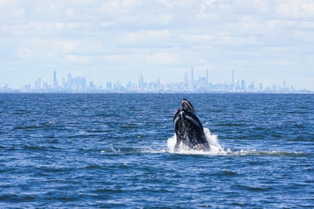 A whale comes out of the water with the New York skyline seen faintly in the background
