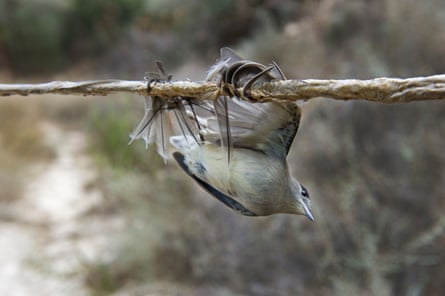 Blackcap Sylvia atricapilla illegally trapped on a limestick