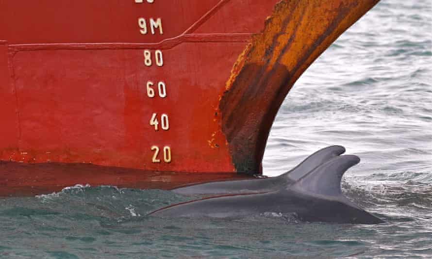 Bottlenose dolphins spotted by Mike Unwin passing a parked cruise ship in Lyme Bay.