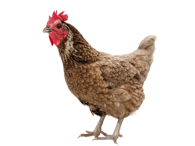 A chicken, looking unhappy about question.