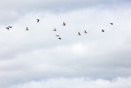 A flock of pink-eared ducks in flight above a farm dam in Victoria.