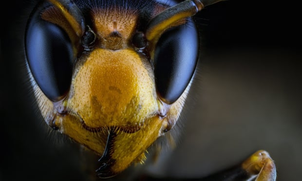Vespa velutina (yellow-legged hornet or asian hornet)Asian hornet.