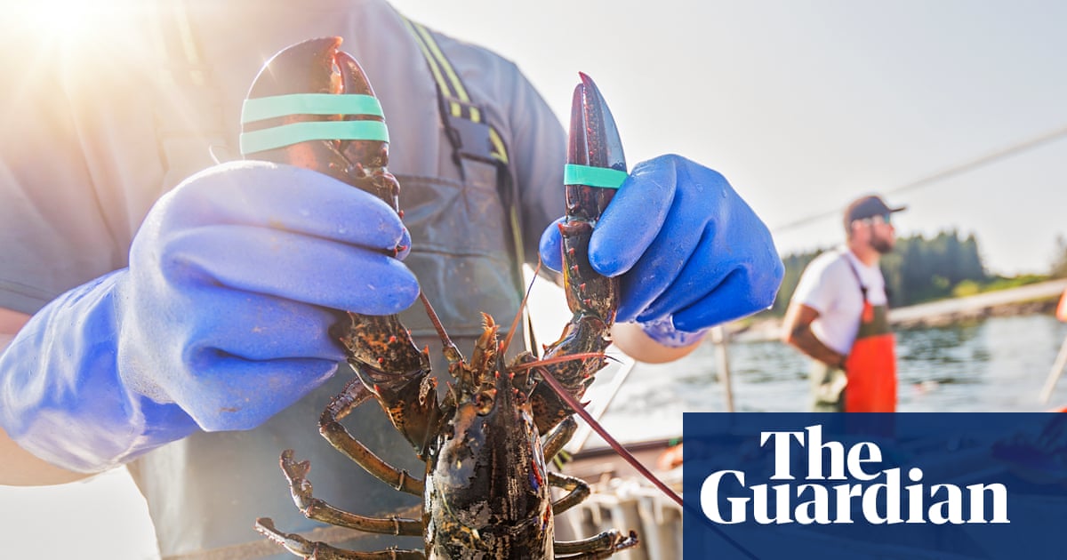 Lobsters and acidic seas: can shellfish help neutralise one of the greatest threats to the ocean?