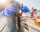 Lobsters and acidic seas: can shellfish help neutralise one of the greatest threats to the ocean?