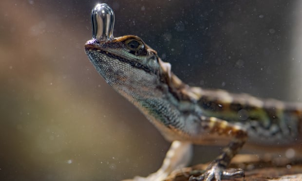 Wonders of the world … An Anole lizard breathing underwater in Costa Rica in Super/Natural.
