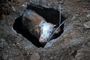 A cow that fell into a manhole in Adana, Turkey, was eventually saved by firefighters.