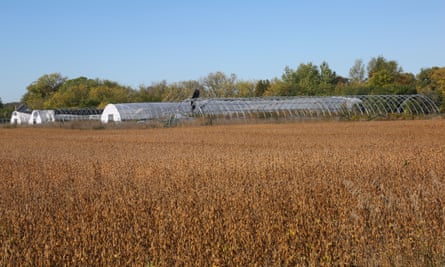 Soybean farming in Canada