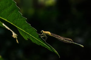 A Coromandel Marsh Dart female is sitting on a leaf in a forest at Tehatta, West Bengal, India