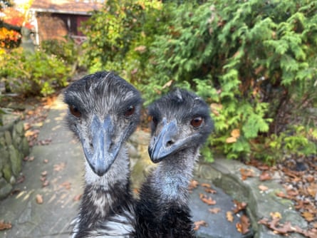 two emus with their heads close together