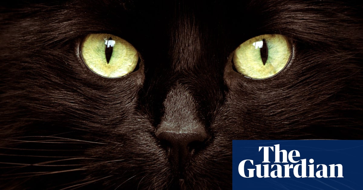 The inner lives of cats: what our feline friends really think about hugs, happiness and humans | Cats | The Guardian