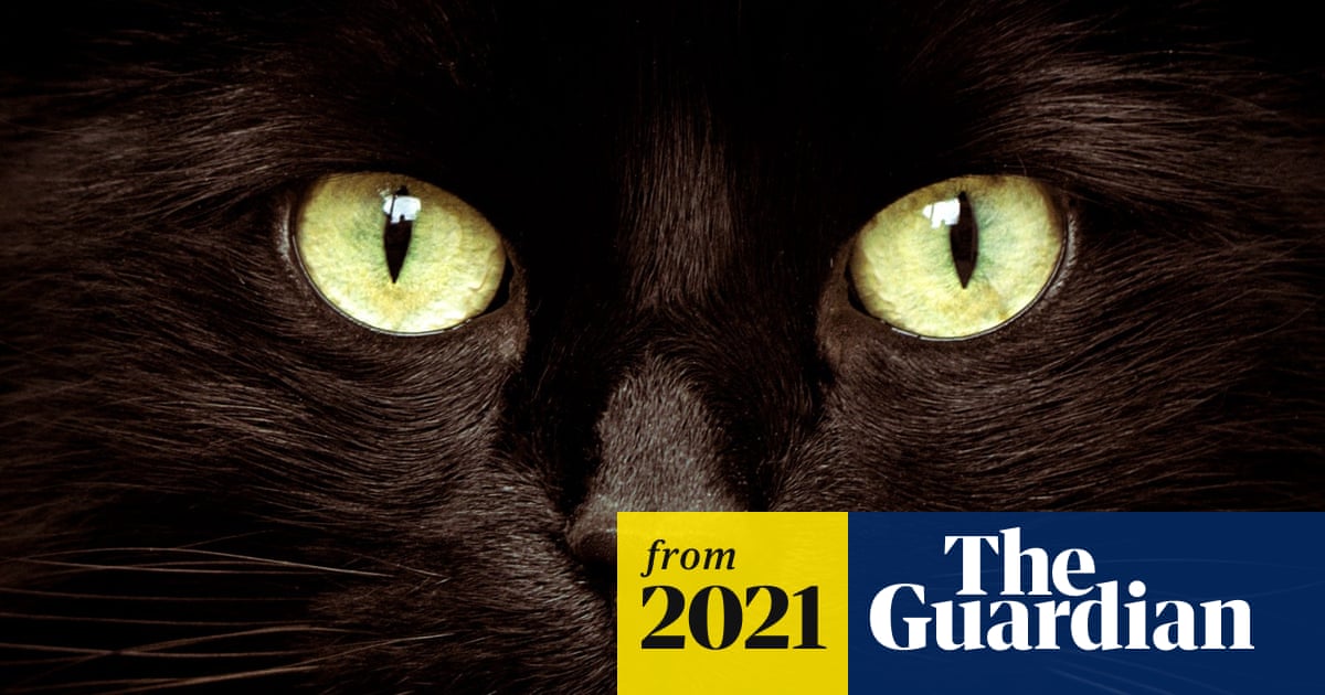 Why Do Cats Groom People Mnn Mother Nature Network: Surprising Reasons Revealed
