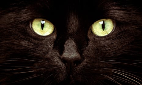 We Love 'Cats.' We Hate 'Cats.' - The New York Times