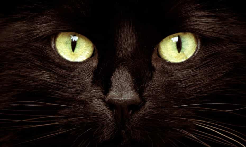 Ritratto ravvicinato di un gatto nero con gli occhi verdi