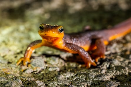 Close up image of an orange newt