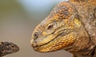 My 16-year-old does not own an iguana. But he’s hoping to convince the GCSE examiners that he does | Zoe Williams